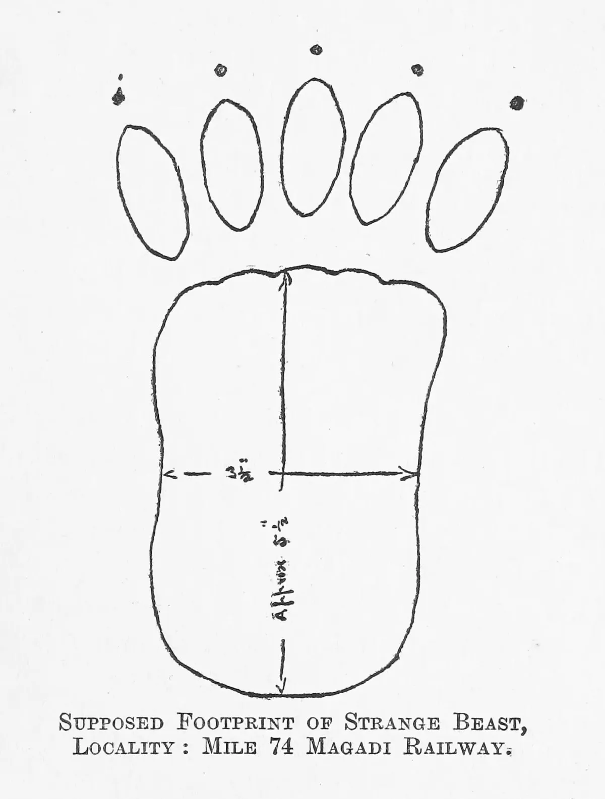 A line drawing of a large footprint with five oval toe marks above a broad pad, with measurements written along it