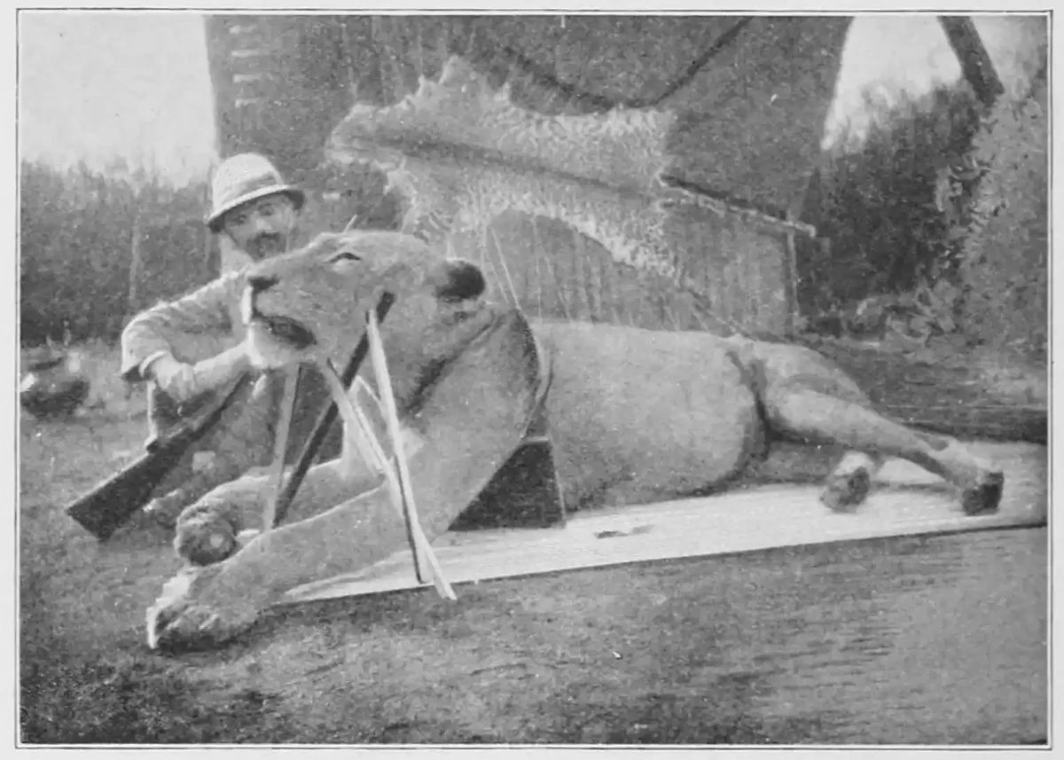 A black-and-white photograph of a man in a pith helmet sitting behind a dead, maneless lion laid out on a board, holding a rifle